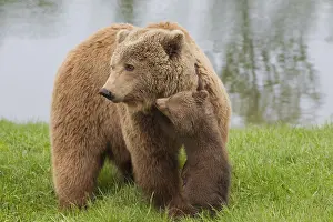 150518: European Brown Bear - female with a cub - Sweden