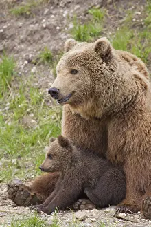 150518: European Brown Bear - female with a cub - Sweden