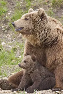 150518: European Brown Bear - female with a cub - Sweden