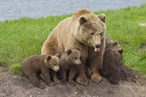 150518: European Brown Bear - female with a cubs - Sweden