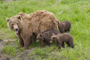150518: European Brown Bear - female with a cubs - Sweden