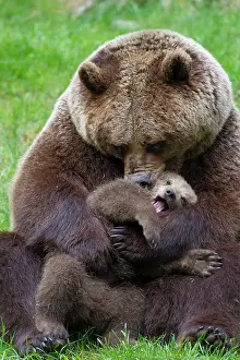 Hugs: European Brown Bear female plays with a cub