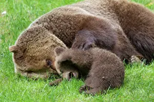 Plays: European Brown Bear female plays with a cub