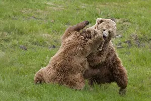 150518: European Brown Bear - fighting females - Sweden