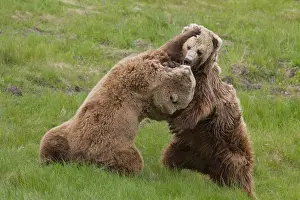 150518: European Brown Bear - fighting females - Sweden