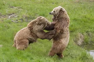 150518: European Brown Bear - fighting females - Sweden