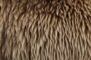 150518: European Brown Bear - fur - Sweden