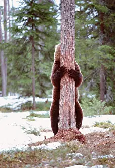 Scaninavia: European Brown BEAR - Hugging tree