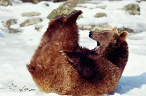 Stretching: European Brown Bear - Lying on back