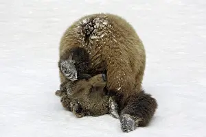 Cheeky: European Brown Bear - Male, rolling in snow, playing