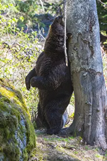 Rubbing: European Brown Bear - male scratching its back on