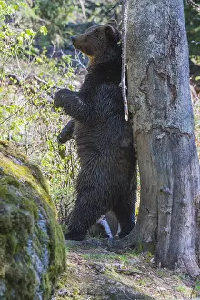 Scratching: European Brown Bear - male scratching its back on