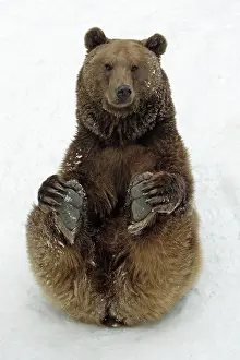 Cheeky: European Brown Bear - Male sitting in snow