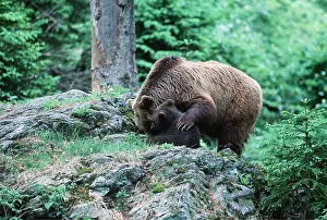 Anthropomorphic: European BROWN BEAR - mother with arm round young bear