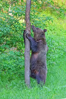 Romania: European Brown Bear oae climbing a tree Ursus arctos