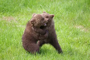Wrestling: European Brown Bear playing cubs