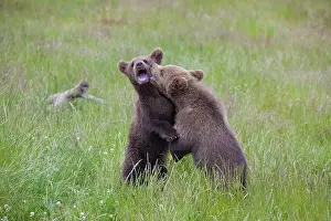 Wrestling: European Brown Bear playing cubs