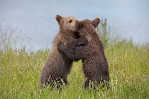 Wrestling: European Brown Bear playing cubs