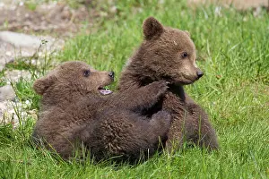 Wrestling: European Brown Bear playing cubs