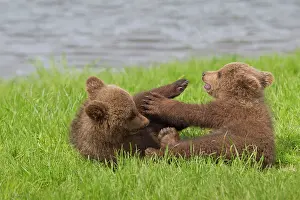 Wrestling: European Brown Bear playing cubs