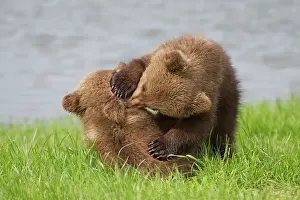 Wrestling: European Brown Bear playing cubs