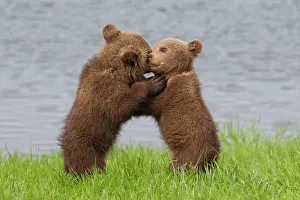 Wrestling: European Brown Bear playing cubs