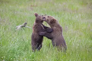 Wrestling: European Brown Bear playing cubs