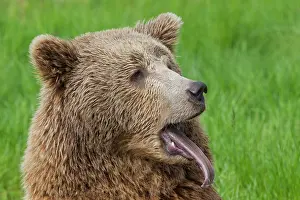 Rude: European Brown Bear portrait