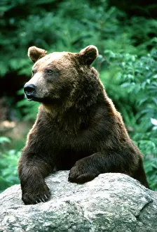 Pyrenees: European Brown BEAR - resting on rock