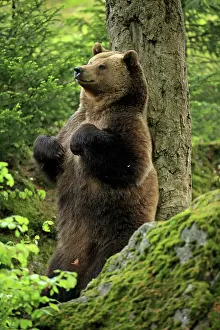 Rubbing: European Brown Bear rubbing back against tree controlled