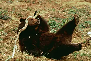 Scratches: European BROWN BEAR - scratches head with stick