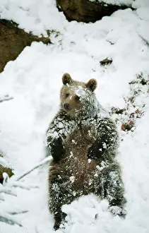 Arctos: European Brown BEAR - sitting in snow