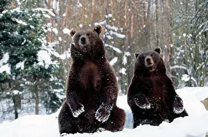 Arctos: European Brown Bear - two sitting in snow