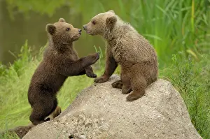 Stefan: European Brown Bear - spring cubs playing