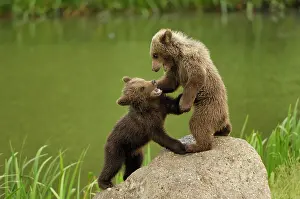 Arctos: European Brown Bear - spring cubs playing