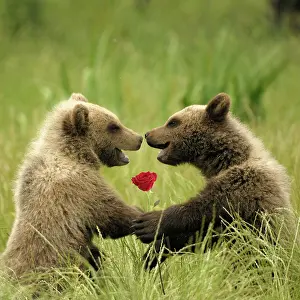 Everyday: European Brown Bear - spring cubs smiling, embracing