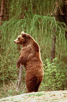 Rearing: European Brown Bear - standing on hind legs