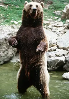 Rearing: European Brown Bear - standing on hind legs in water