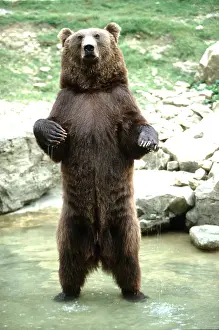 Stance: European Brown Bear - standing on hind legs in water