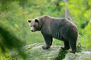 European Brown Bear - standing on rock in forest