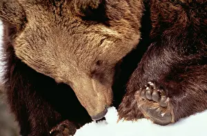 Tasting: European Brown BEAR - tasting snow