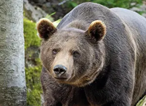 Wald: European Brown bear (Ursus arctos), portrait, captive