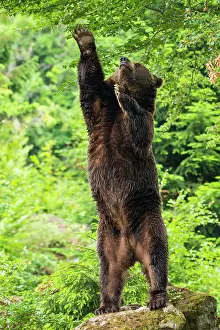 Wald: European Brown bear (Ursus arctos), standing upright