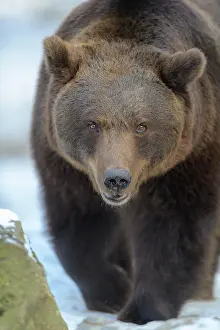 020522: European Brown Bear (Ursus arctos), in winter, captive