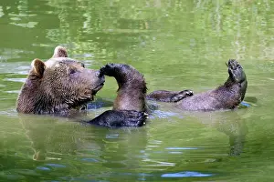 Baden: European brown bear (Ursus arctos)