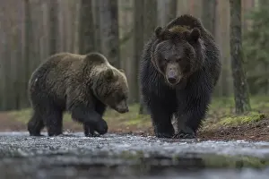 Pictures: European brown bear (Ursus arctos)