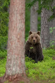 Finnish: European brown bear (Ursus arctos) adult female