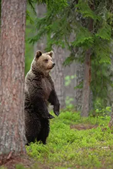 Finnish: European brown bear (Ursus arctos) adult female