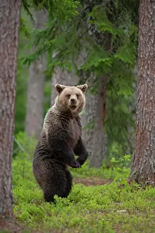 Finnish: European brown bear (Ursus arctos) adult female