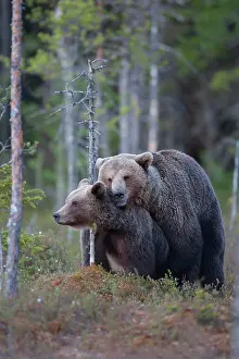Finnish: European brown bear (Ursus arctos) adult male and